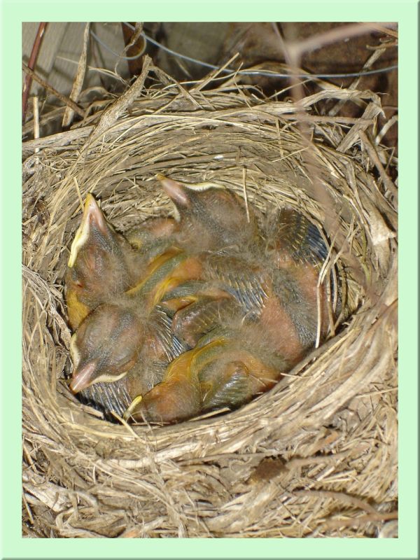 Baby-Rotkehlchen im Nest